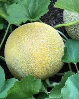 Melon Plant