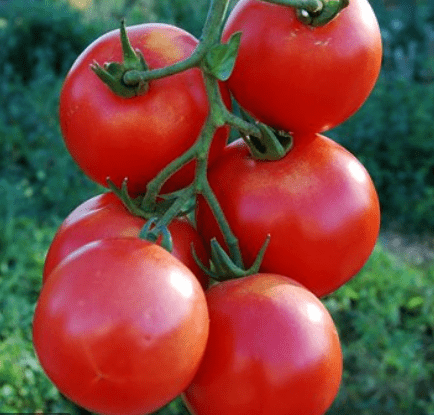ArbasonTomato