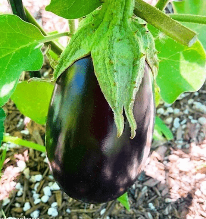 Black Beauty Eggplant Gaia Organics