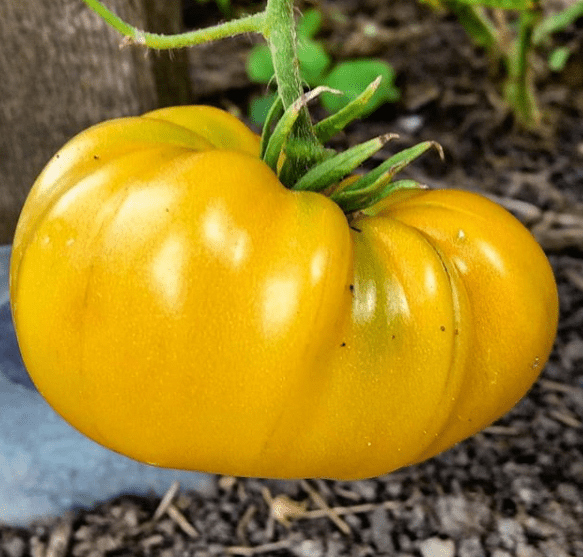 Brandywine Yellow Tomato Gaia Organics