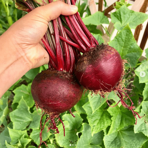 Detroit Dark Red Beet Gaia Organics