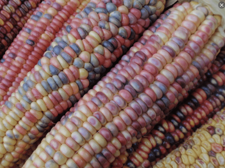 Earth Tone Dent Corn | Gaia Organic Seeds
