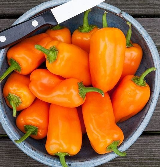 HMS Orange Picnic Pepper Gaia Organics