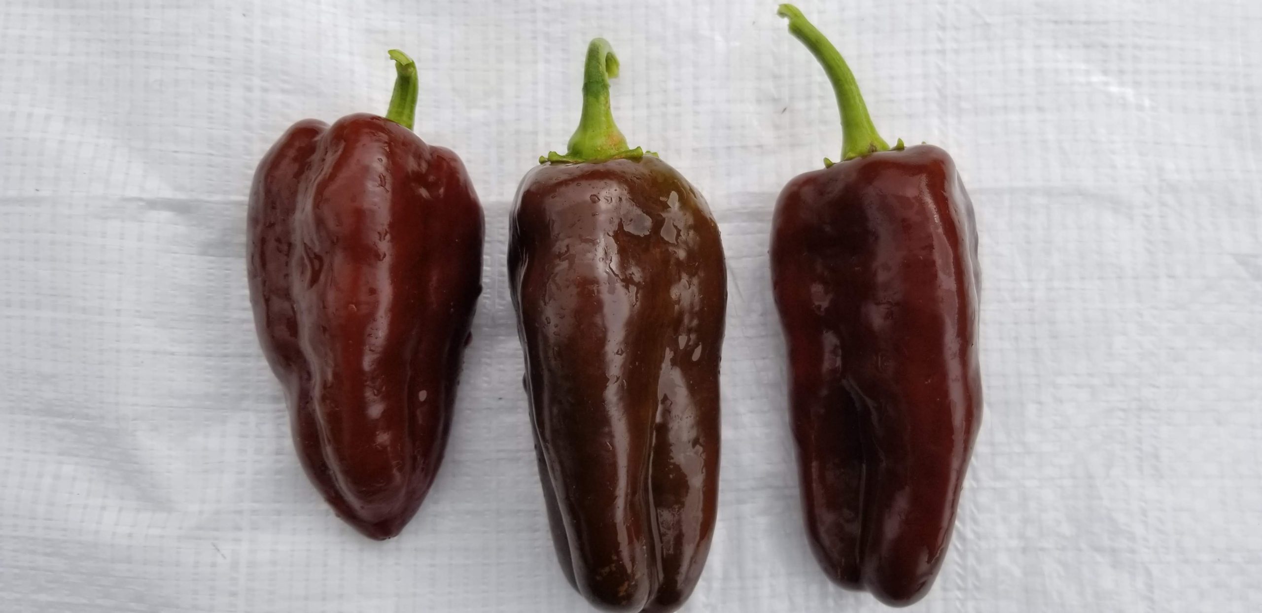 Sweet Chocolate Pepper Gaia Organics