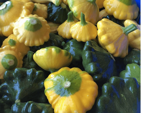 Y-Star F1 Summer Squash