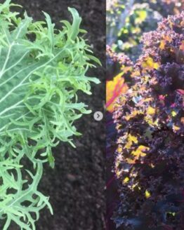 Kale Plant