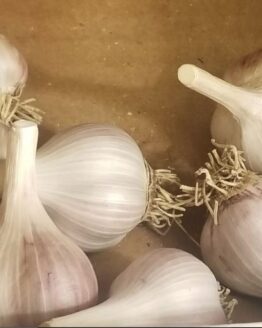 Garlic by pound