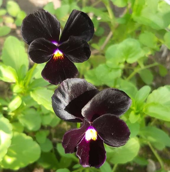 Back to Black Viola Gaia Organics