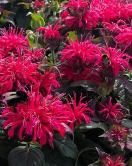 Monarda Plant
