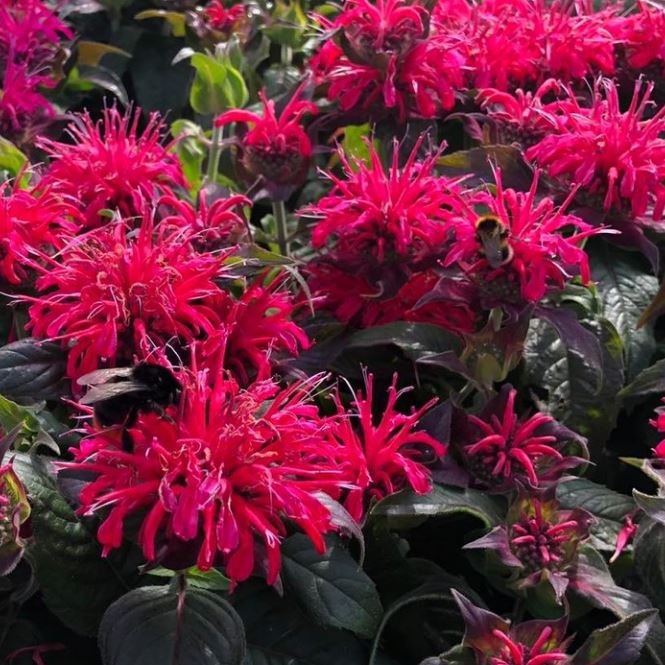 BalmyRoseMonarda