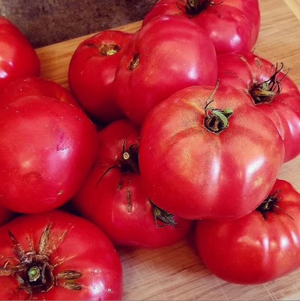 Box Car Willie Tomato Gaia Organics