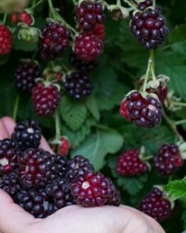 Boysenberry Plant