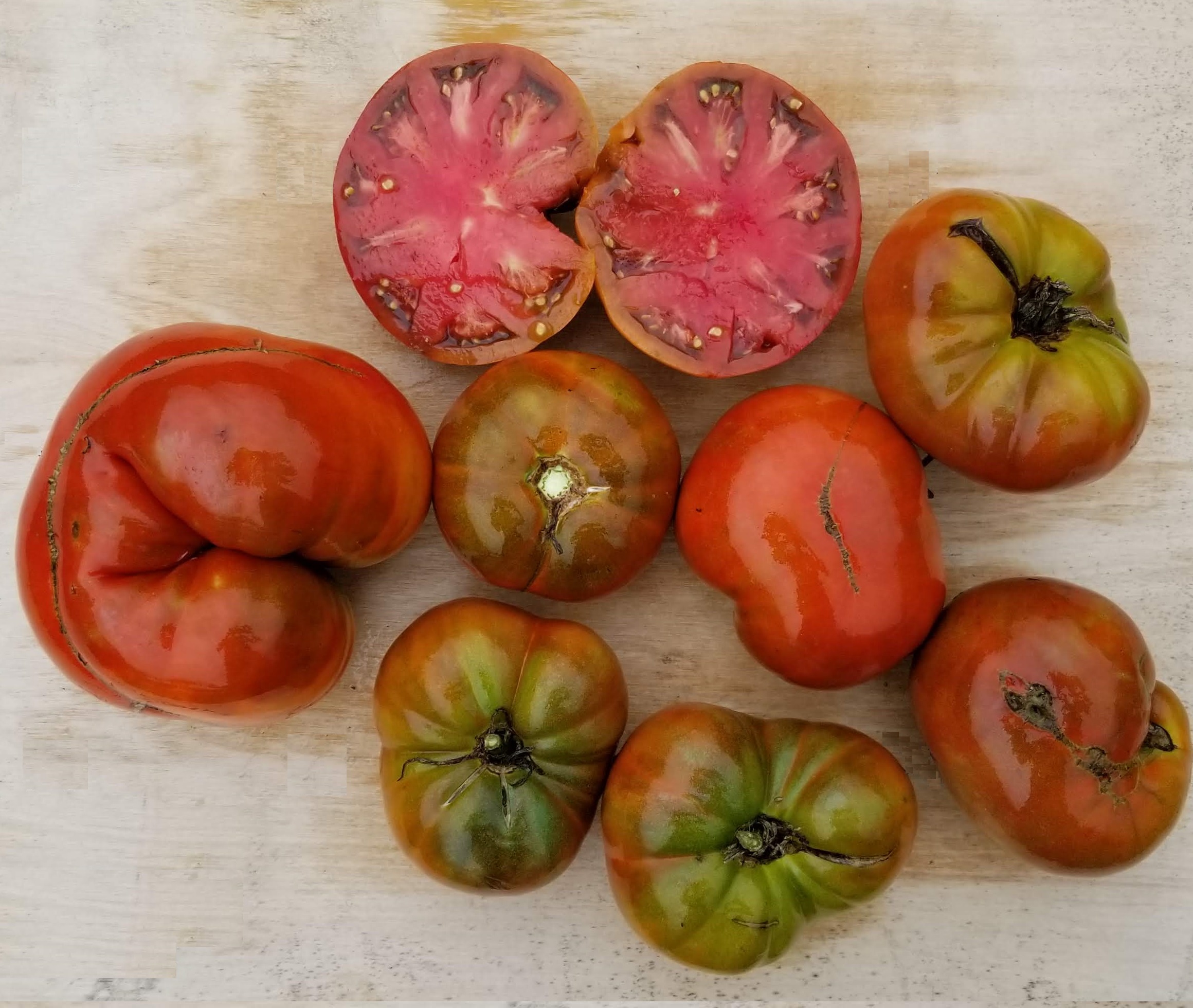 Cherokee Chocolate Tomato Gaia Organic Seeds
