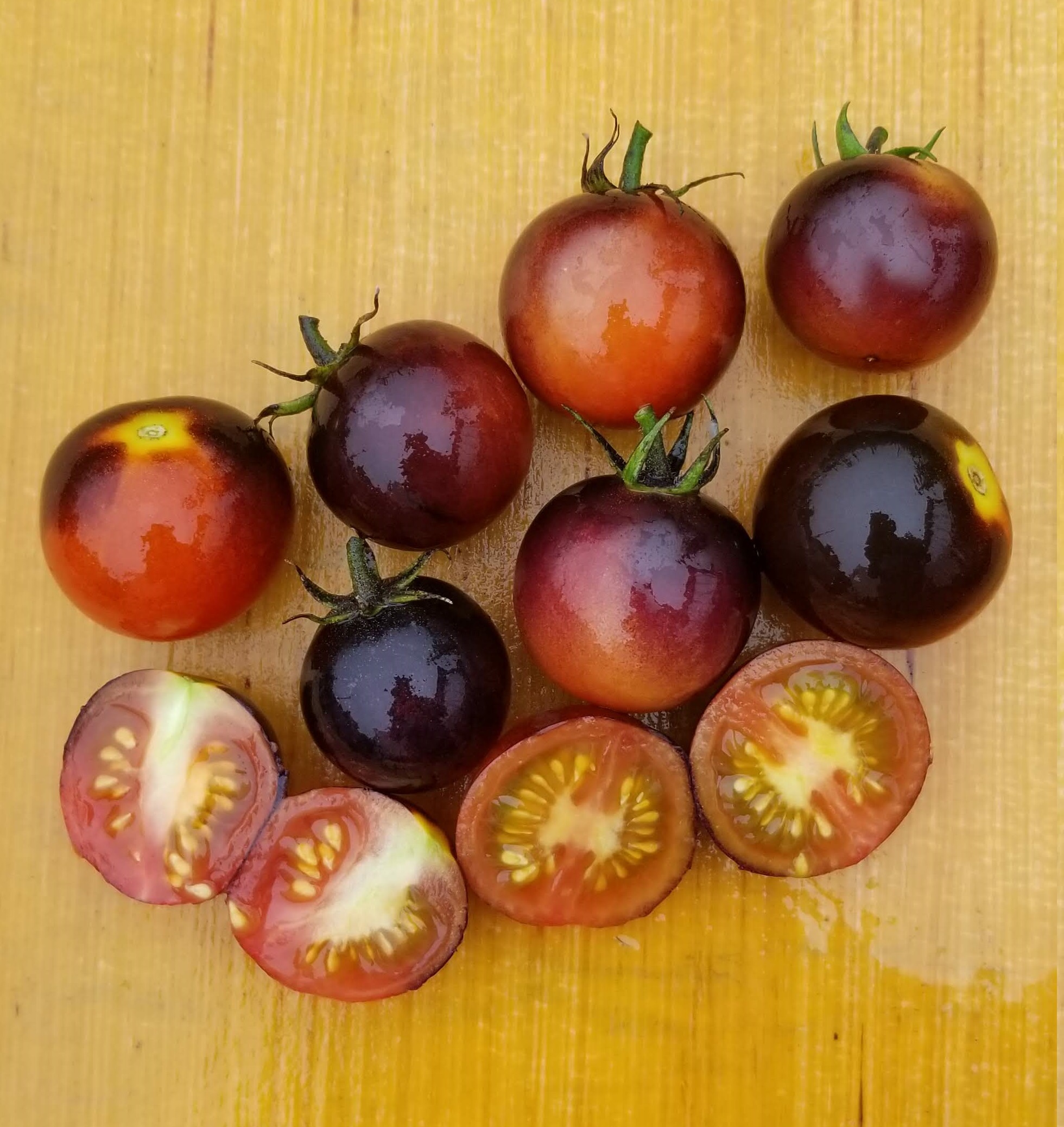 Dancing With Smurfs Tomato - Gaia Organics