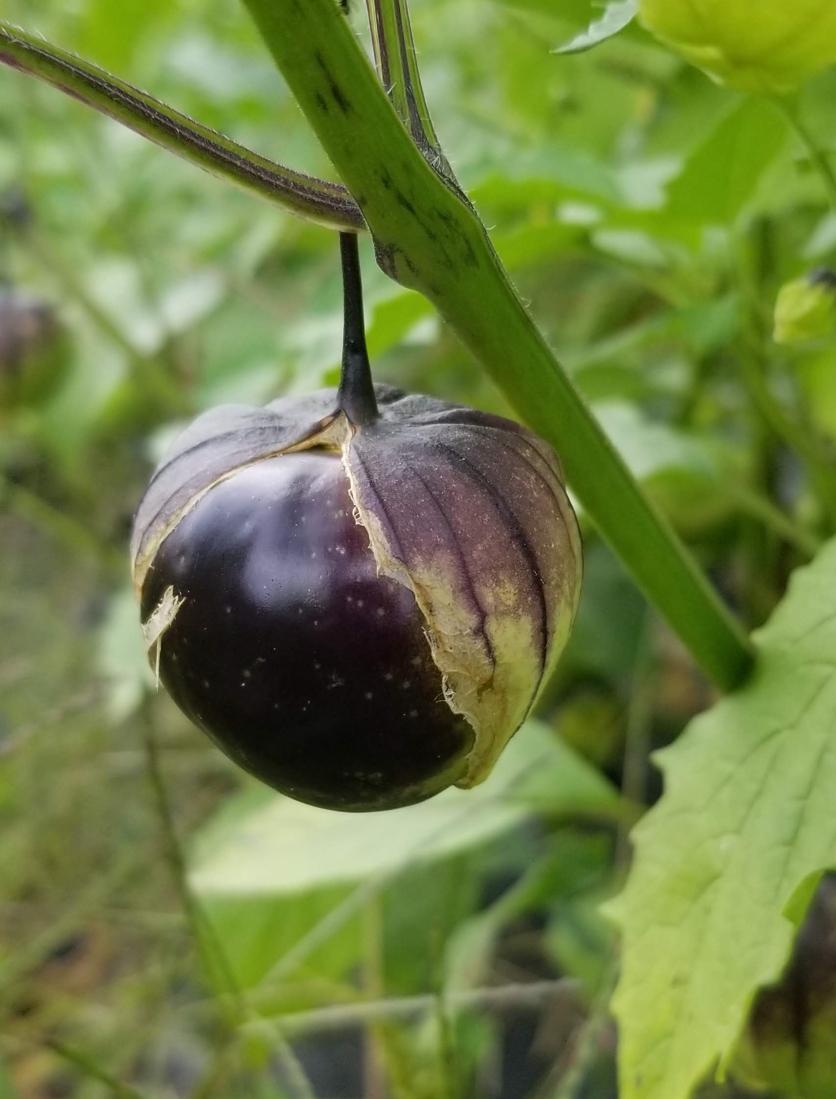 Deep Purple Tomatillo Gaia Organics