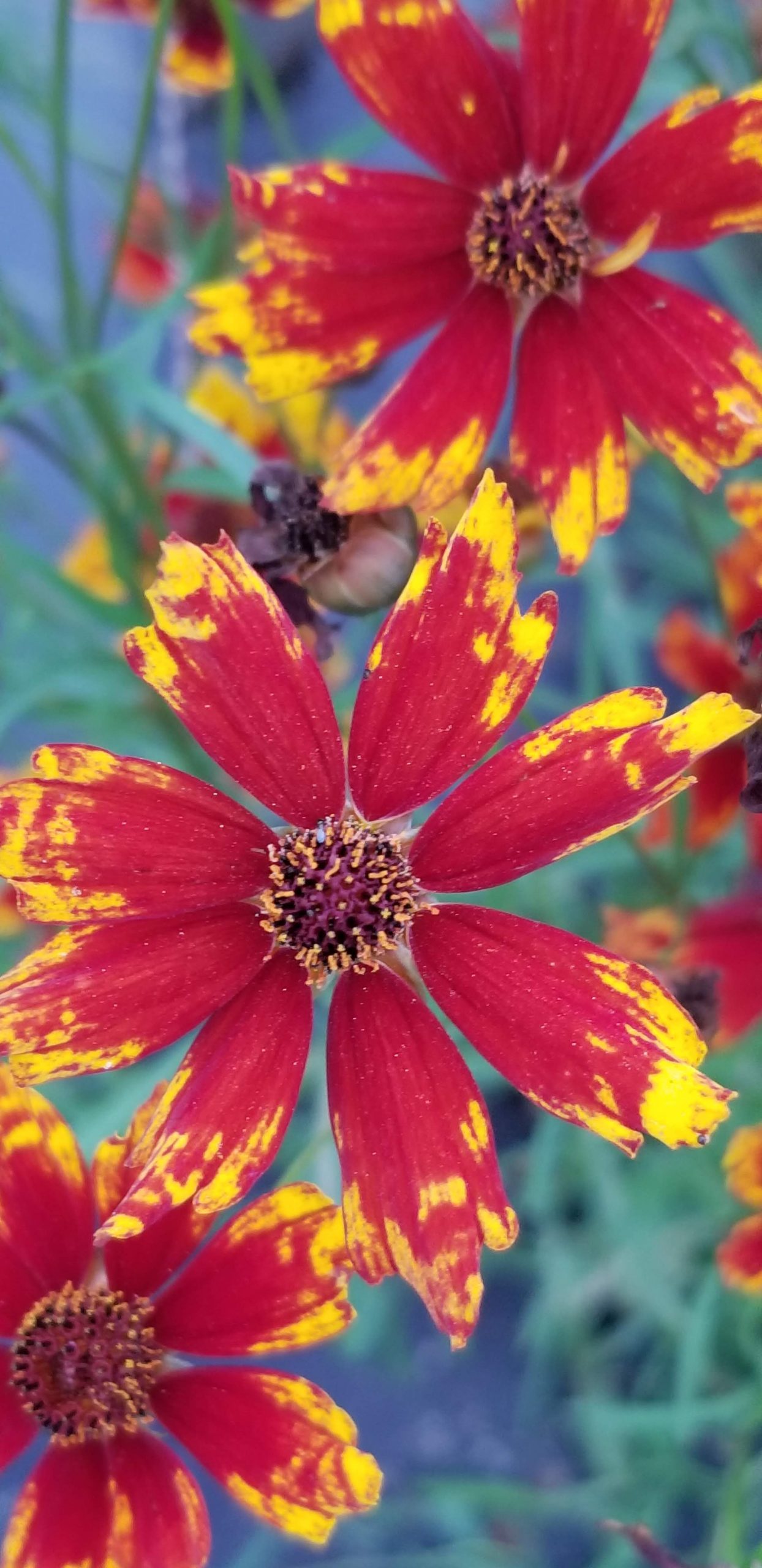 What Is Dyer’S Coreopsis? _ The Natural Dye Process With Coreopsis ...