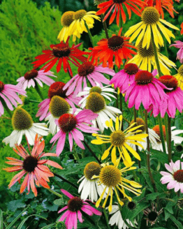 Echinacea Plant
