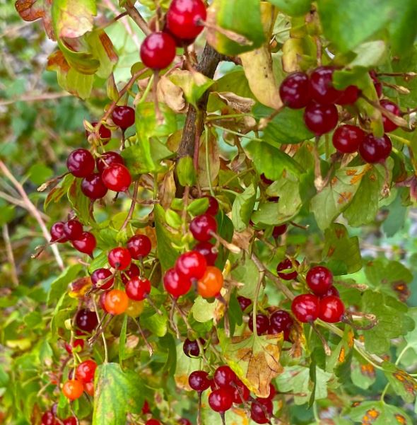 GoldenCurrants