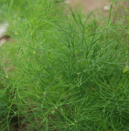 Greensleeves Dill Gaia Organics