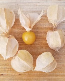 HappiltBerryAfterGroundCherry