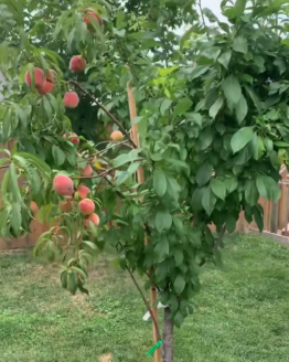 Apricot Tree