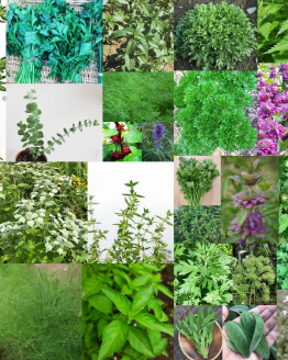 HerbCollage