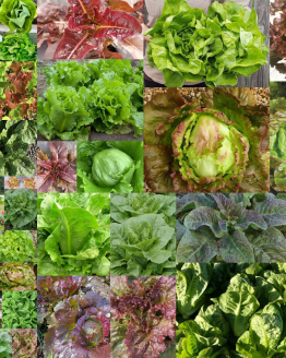 Lettuce Plant