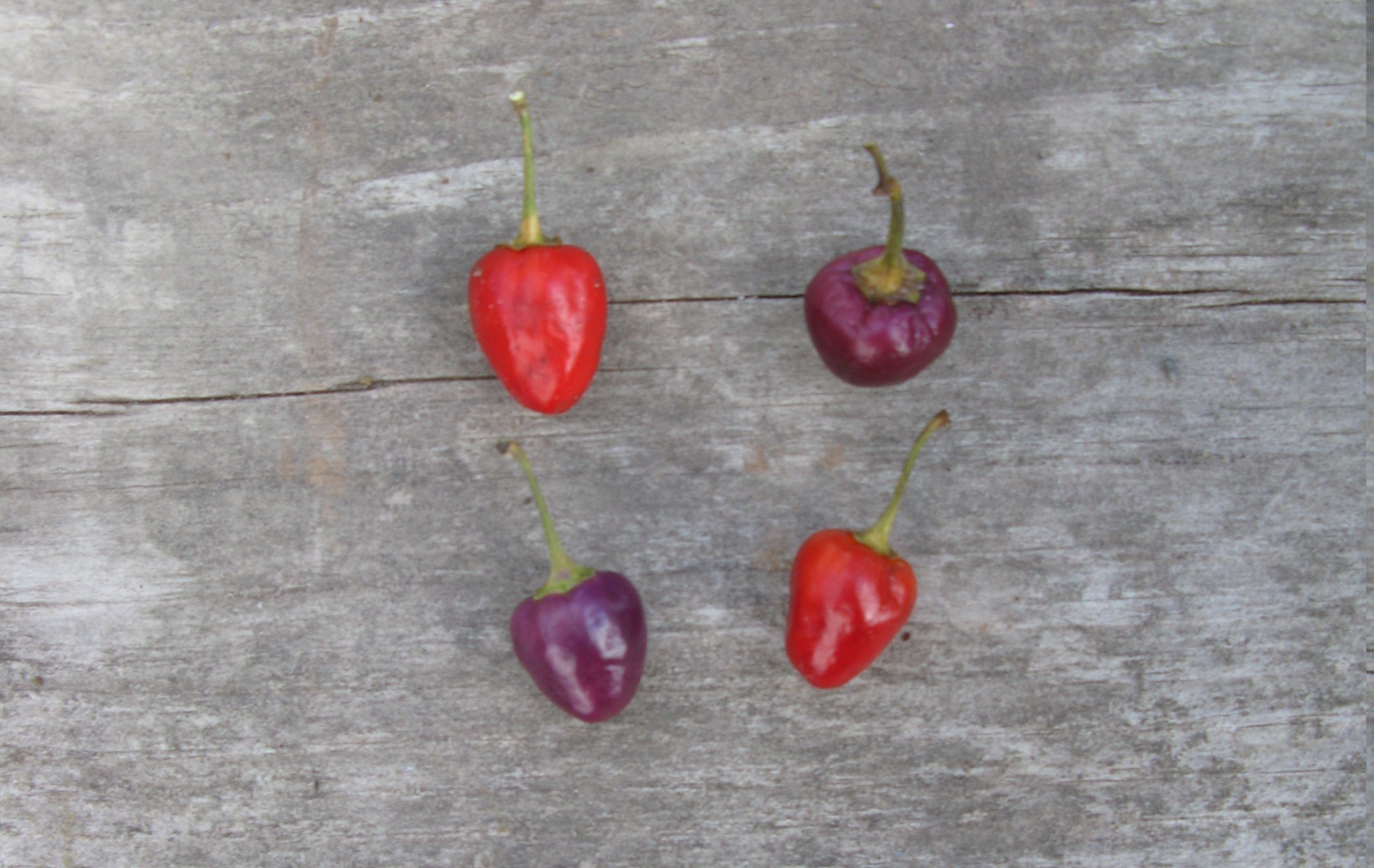 Little Blue Hot Pepper Gaia Organics