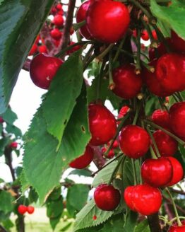 Cherry Plant