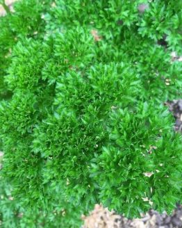 MossCurledParsley