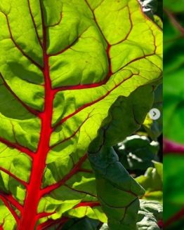 Swiss Chard Plant