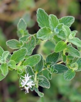 Oregano Plant