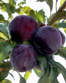 Plum Tree