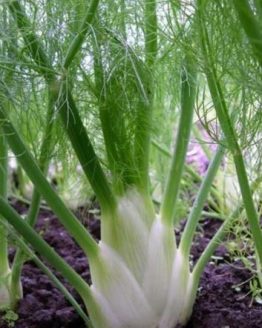 PerfectionFennel