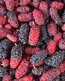 Mulberry Plant