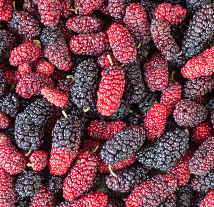 Plant-Profile-Mulberry-–-The-Versatile-Tree-for-Every-Sustainable-Garden-750x726