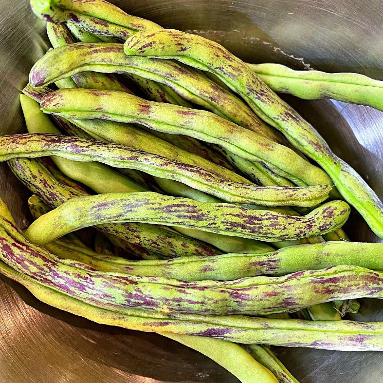 Rattlesnake Pole Bean Gaia Organics