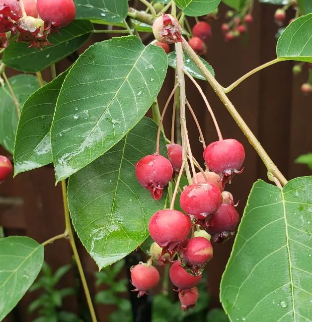 RegentSaskatoonBerry