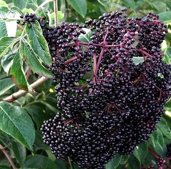 ScotiaElderberry