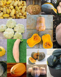 Squash Plant