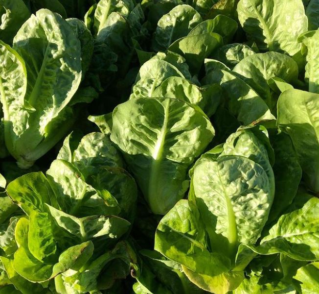 Sucrine Lettuce Gaia Organics