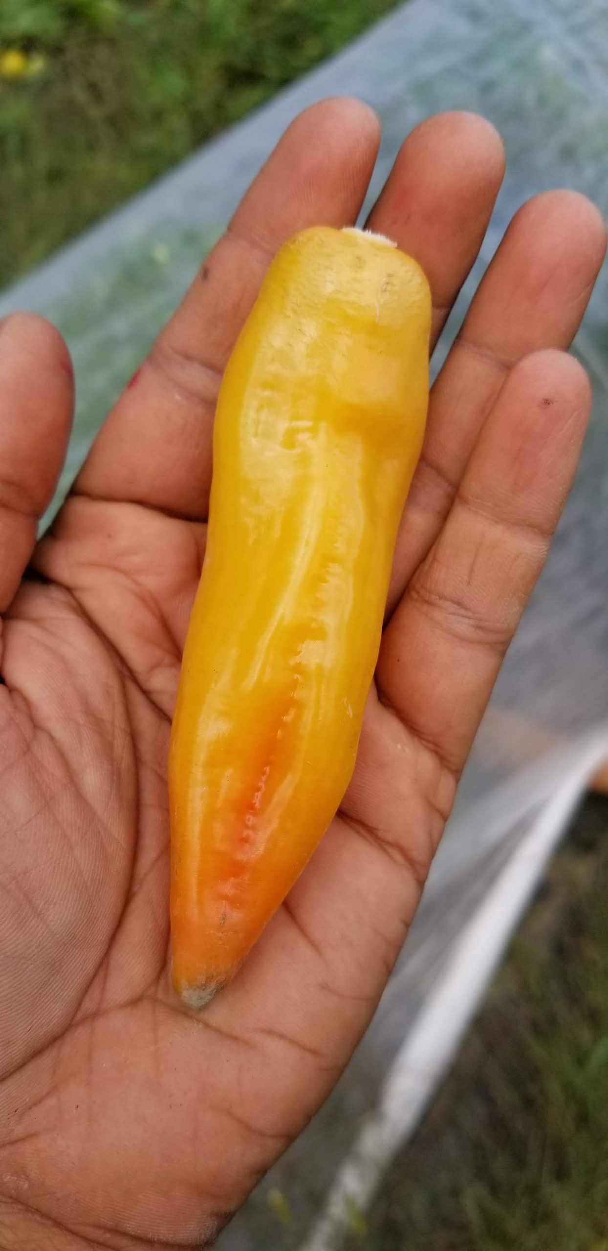 Sugar Rush Peach Hot Pepper Gaia Organics