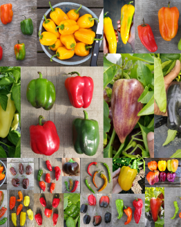 Sweet Pepper Plant