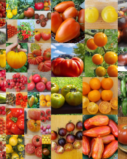 Tomato Plant