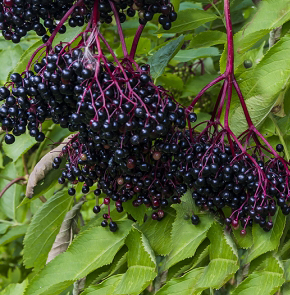 VictoriaElderberry