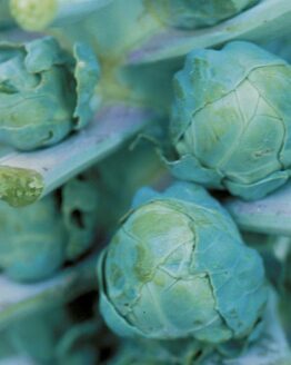 Brussels Sprouts Plant