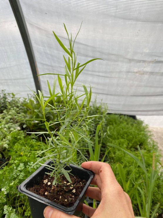 French Thyme Gaia Organic Seeds