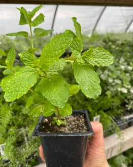 MojitoMintSeedling