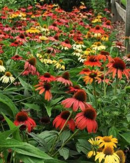CheyenneSpiritEchinacea