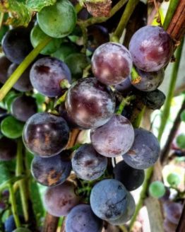 ConcordGrapes